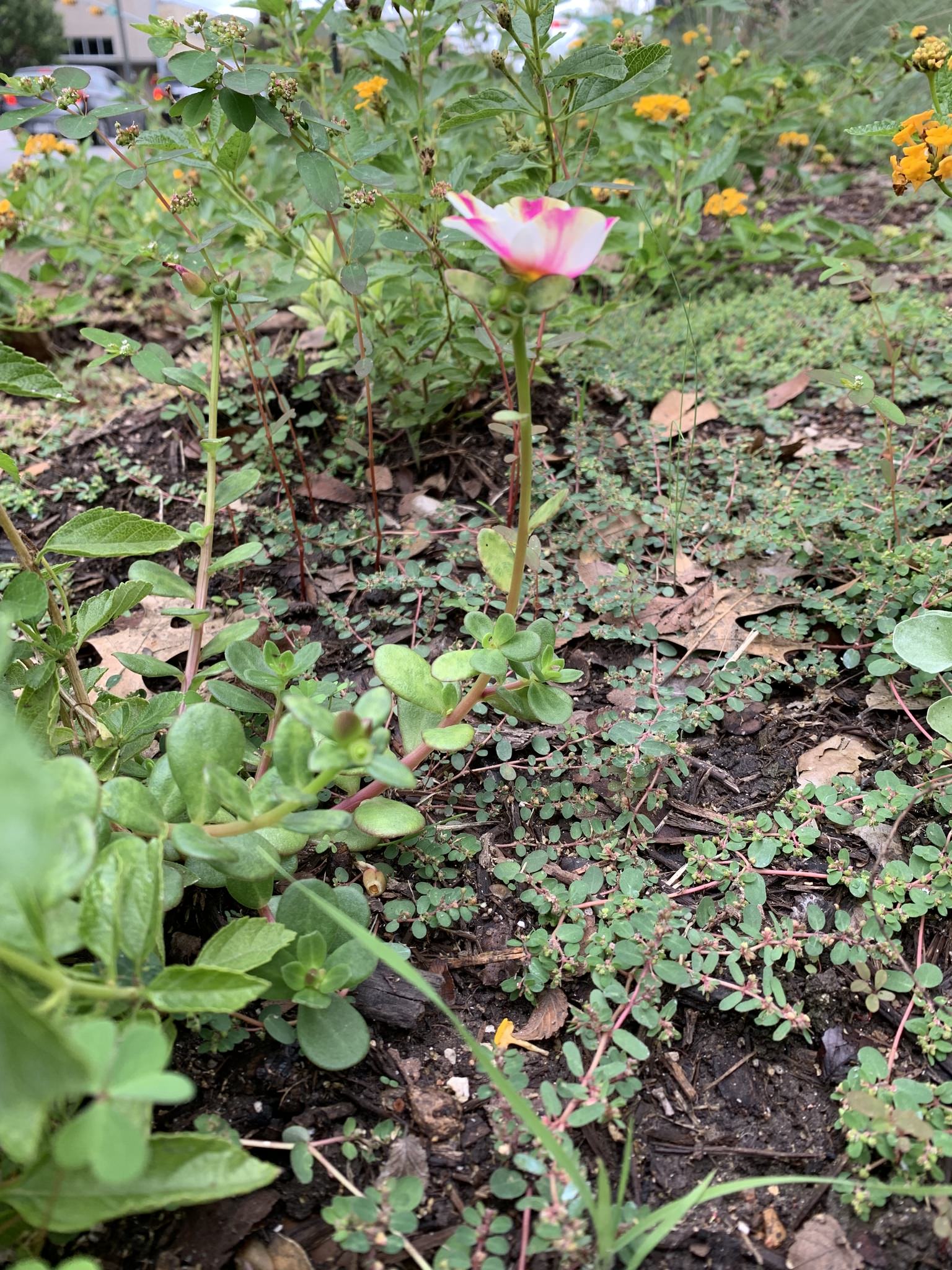 Portulaca umbraticola